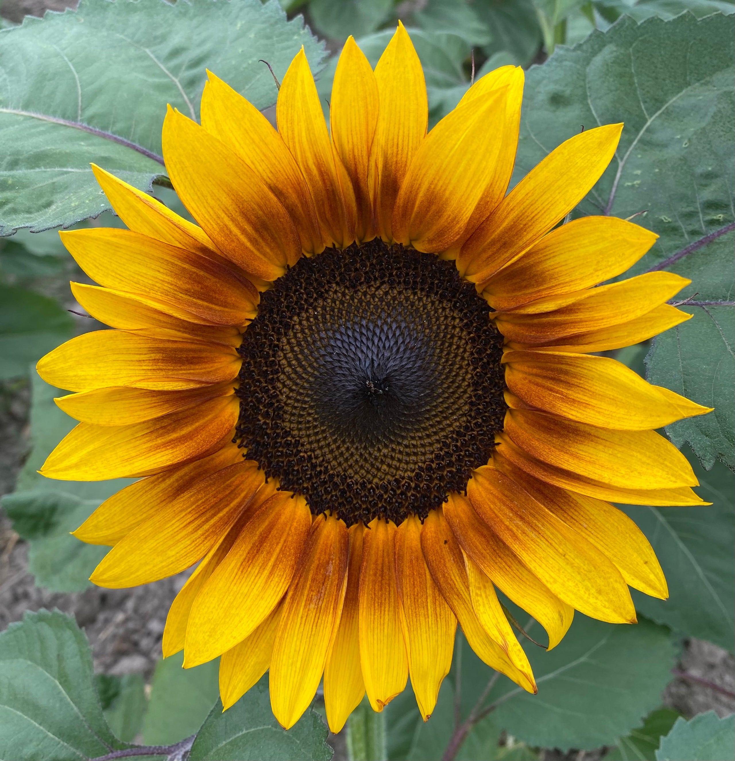 Pick Your Own Sunflowers | Beasley's Orchard